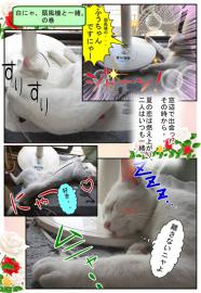【猫日記】白にゃ、扇風機と一緒。の巻