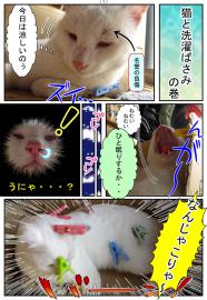 【猫日記】猫と洗濯ばさみ。の巻